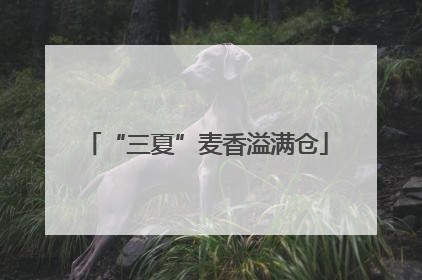 “三夏”麦香溢满仓