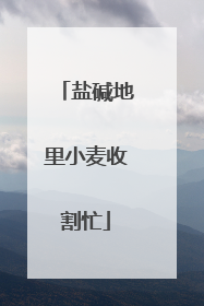 盐碱地里小麦收割忙