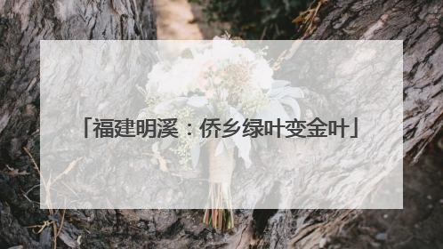福建明溪：侨乡绿叶变金叶