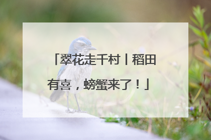 翠花走千村丨稻田有喜，螃蟹来了！
