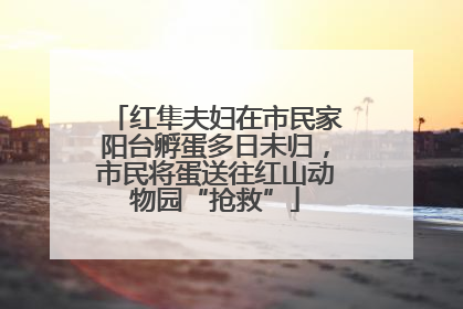 红隼夫妇在市民家阳台孵蛋多日未归，市民将蛋送往红山动物园“抢救”