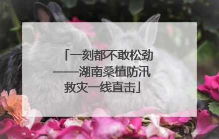 一刻都不敢松劲——湖南桑植防汛救灾一线直击