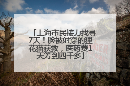 上海市民接力找寻7天！脸被射穿的狸花猫获救，医药费1天筹到四千多