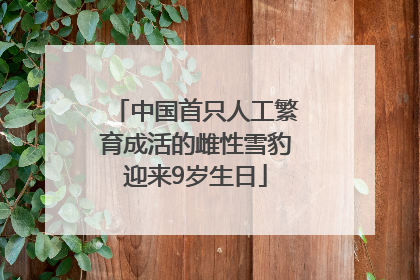 中国首只人工繁育成活的雌性雪豹迎来9岁生日