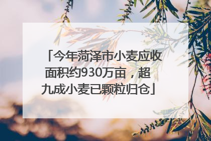 今年菏泽市小麦应收面积约930万亩，超九成小麦已颗粒归仓