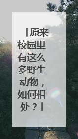 原来校园里有这么多野生动物，如何相处？