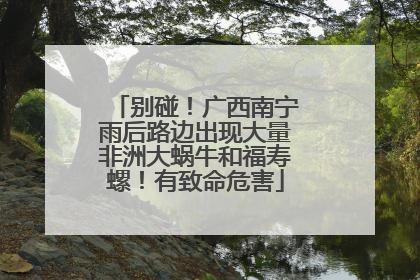 别碰！广西南宁雨后路边出现大量非洲大蜗牛和福寿螺！有致命危害