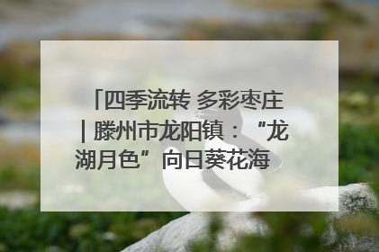 四季流转 多彩枣庄｜滕州市龙阳镇：“龙湖月色”向日葵花海 绘就乡村振兴新画卷