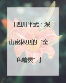 四川平武：深山密林里的“金色精灵”
