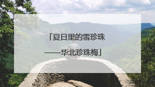 夏日里的雪珍珠——华北珍珠梅