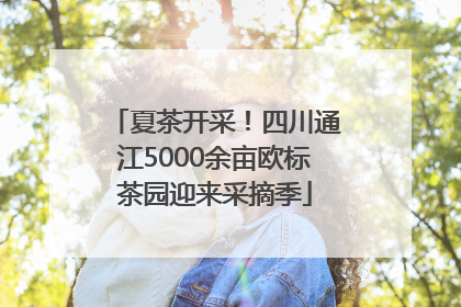 夏茶开采！四川通江5000余亩欧标茶园迎来采摘季