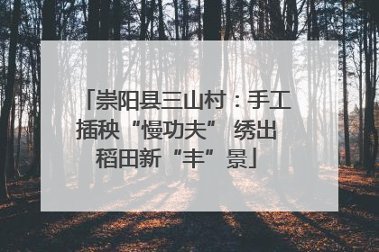 崇阳县三山村：手工插秧“慢功夫” 绣出稻田新“丰”景