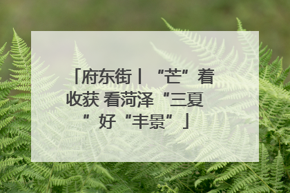 府东街丨“芒”着收获 看菏泽“三夏”好“丰景”