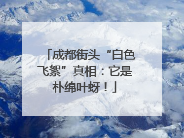 成都街头“白色飞絮”真相：它是朴绵叶蚜！