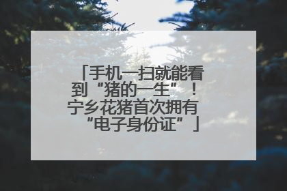 手机一扫就能看到“猪的一生”！宁乡花猪首次拥有“电子身份证”