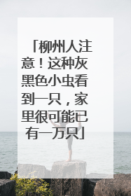 柳州人注意！这种灰黑色小虫看到一只，家里很可能已有一万只