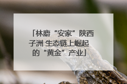 林麝“安家”陕西子洲 生态链上崛起的“黄金”产业