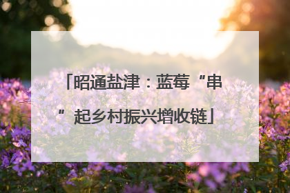 昭通盐津：蓝莓“串”起乡村振兴增收链