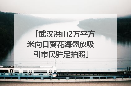 武汉洪山2万平方米向日葵花海盛放吸引市民驻足拍照