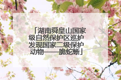 湖南舜皇山国家级自然保护区巡护发现国家二级保护动物——脆蛇蜥