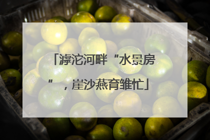 滹沱河畔“水景房”，崖沙燕育雏忙