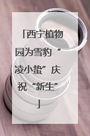 西宁植物园为雪豹“凌小蛰”庆祝“新生”