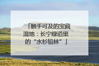 触手可及的宝藏湿地：长宁绿道里的“水杉镜林”