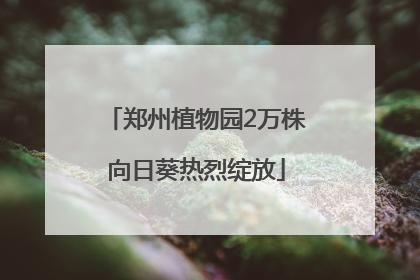 郑州植物园2万株向日葵热烈绽放