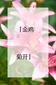 金鸡菊开