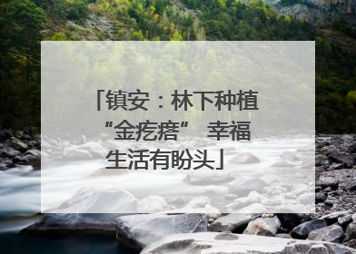 镇安：林下种植“金疙瘩” 幸福生活有盼头