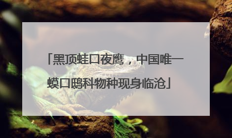 黑顶蛙口夜鹰，中国唯一蟆口鸱科物种现身临沧