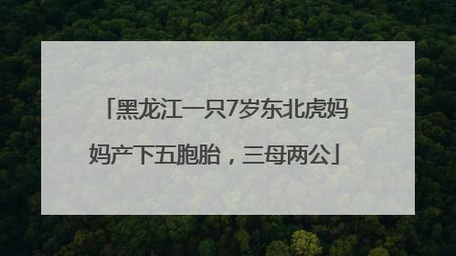 黑龙江一只7岁东北虎妈妈产下五胞胎，三母两公