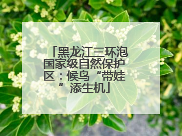 黑龙江三环泡国家级自然保护区：候鸟“带娃”添生机
