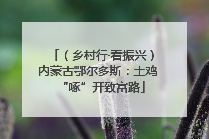（乡村行·看振兴）内蒙古鄂尔多斯：土鸡“啄”开致富路
