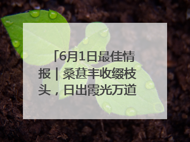 6月1日最佳情报｜桑葚丰收缀枝头，日出霞光万道蓬勃壮观！恭喜