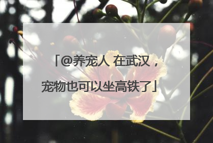 @养宠人 在武汉，宠物也可以坐高铁了